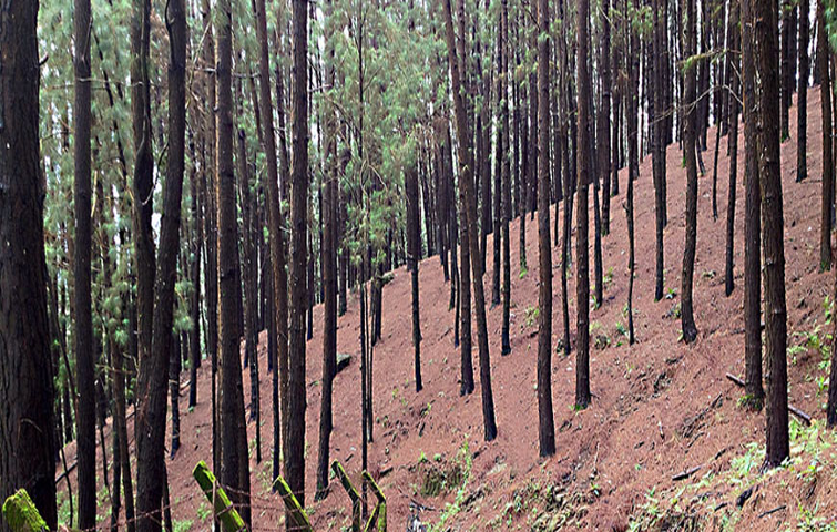 Ooty Kodaikanal Tour Package