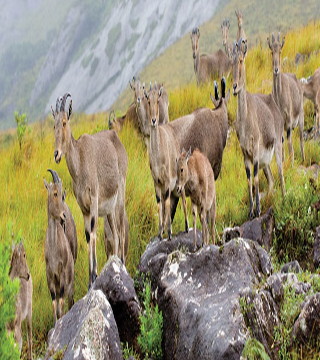 ooty-munnar