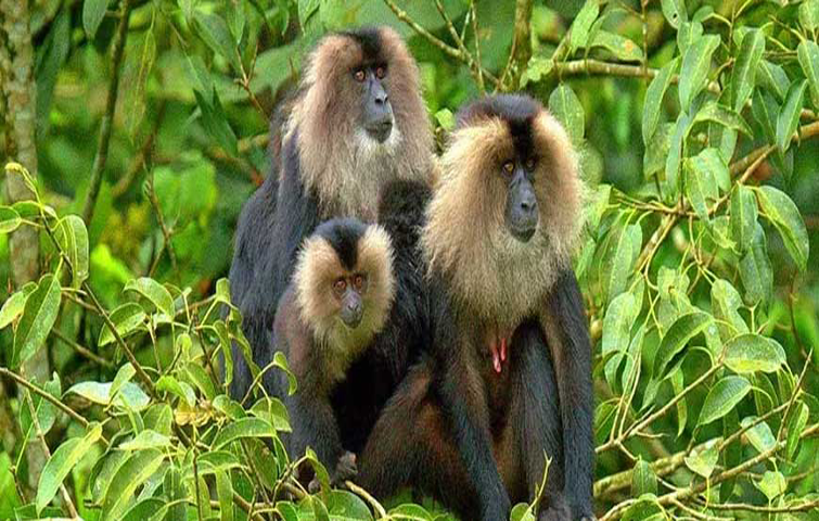 wildlife